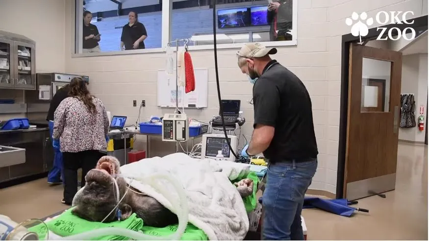 OKC Zoo’s Oldest Chimpanzee Undergoes Eye Surgery Following Incident | KFOR